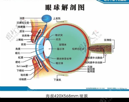 眼球圖片