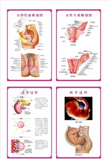女性生殖系统解剖示意图图片