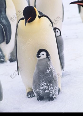 企鹅世界0167