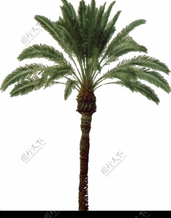 棕榈及椰树0009