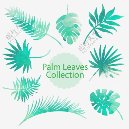 8款水彩绘棕榈树叶矢量素材