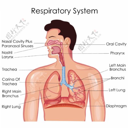人体呼吸系统