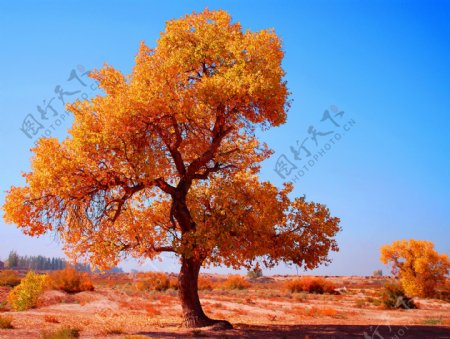 沙漠里的胡杨树