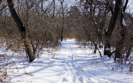 雪地脚印树林