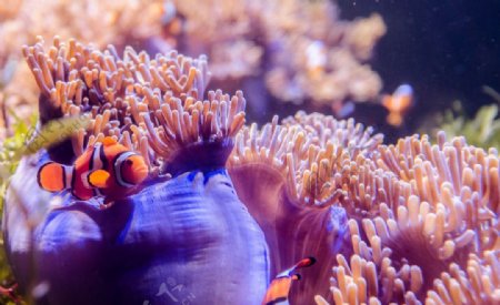 漂亮紫色珊瑚特写高清