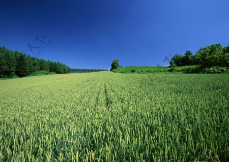 蓝天下的绿色小麦