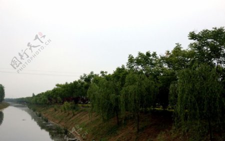 河边树木