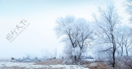 雾凇冬牧