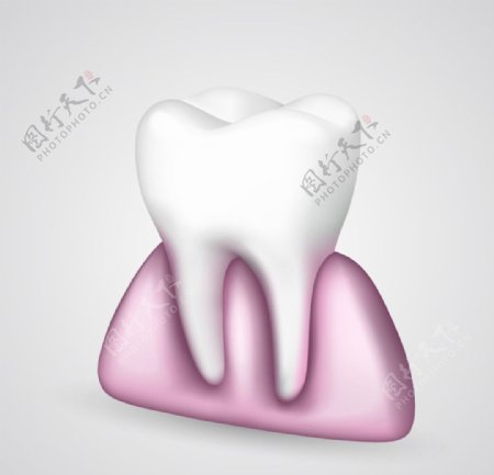 牙齿与牙龈设计矢量素材