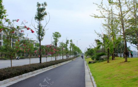 公路隔离带绿化景观