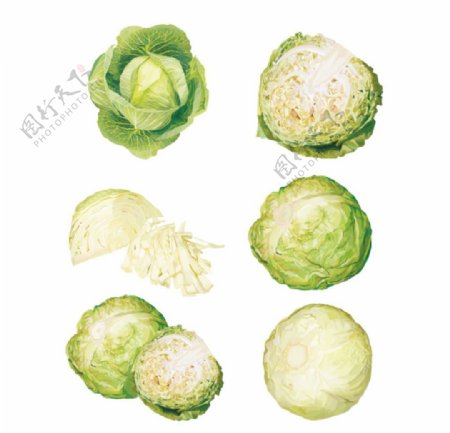 圆白菜蔬菜写实