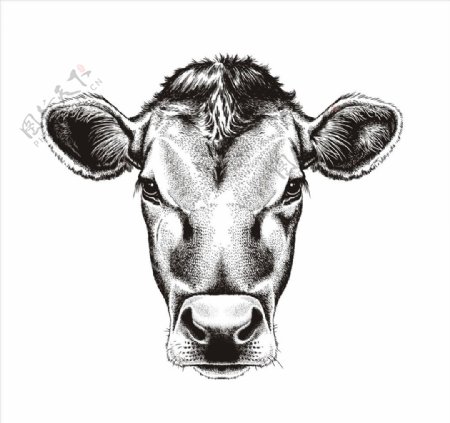 手绘素描小牛头矢量图
