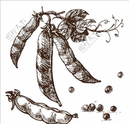 豌豆手绘素描插图