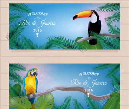 里约热内卢的热带鸟横幅