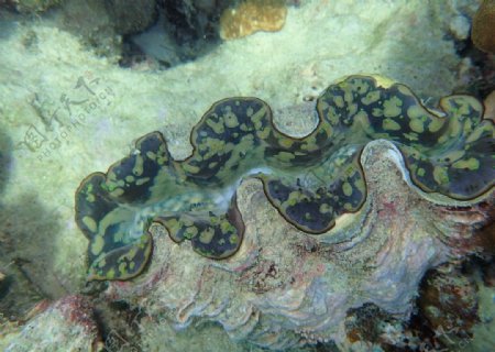 皮皮岛珊瑚干贝