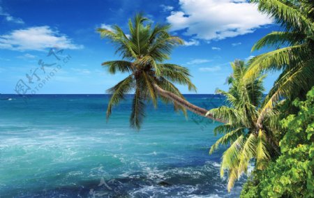 海滩椰树蓝天白云