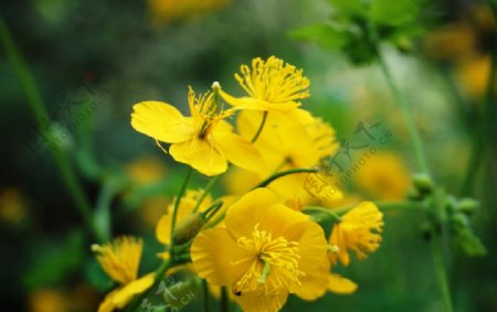 春天黄色的花朵