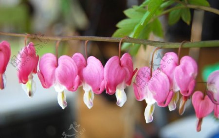 粉色灯笼花