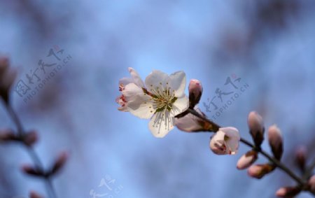 春天桃花花朵