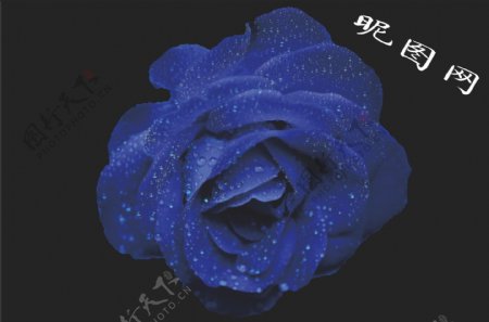手绘蓝色玫瑰