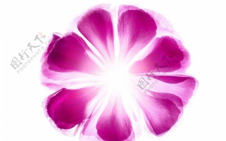 紫粉色花朵