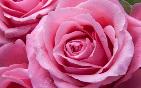粉红色玫瑰
