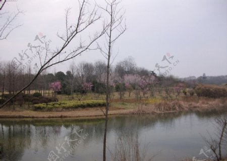 南京琵琶湖梅花山