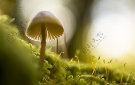 白色蘑菇摄影