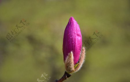 紫玉兰辛夷花