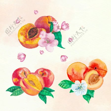 手绘水彩桃子插图