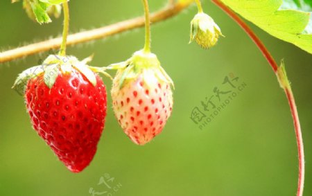 盆栽草莓