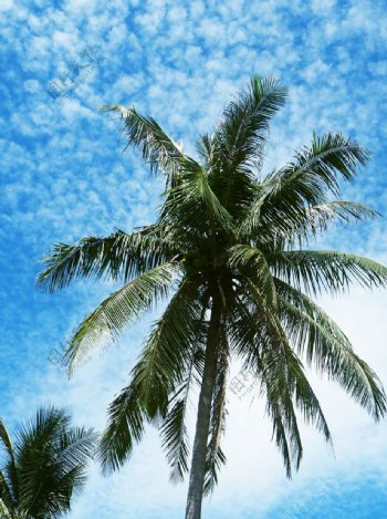 皇帝岛椰子树