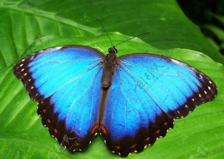 美丽的蝴蝶翅膀