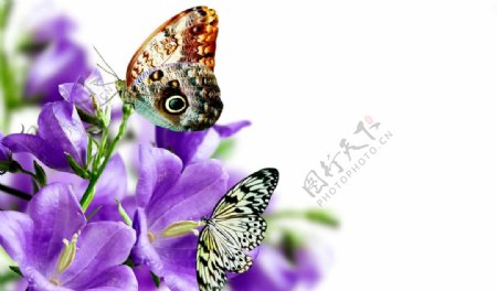 紫色花朵上的蝴蝶