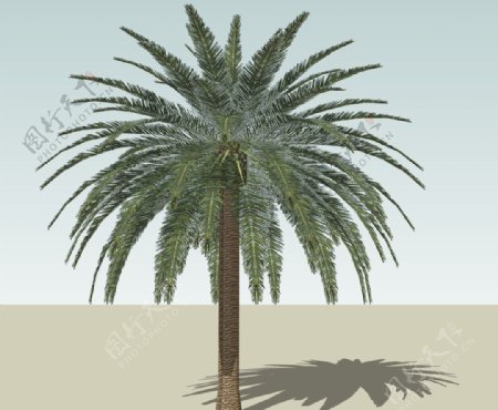 SU植物模型棕榈芭蕉