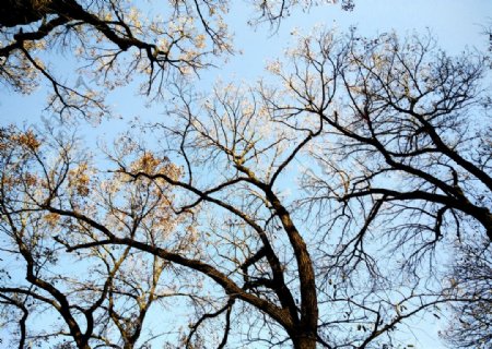 蓝天麻栎树
