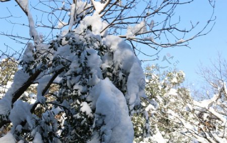 雪满树