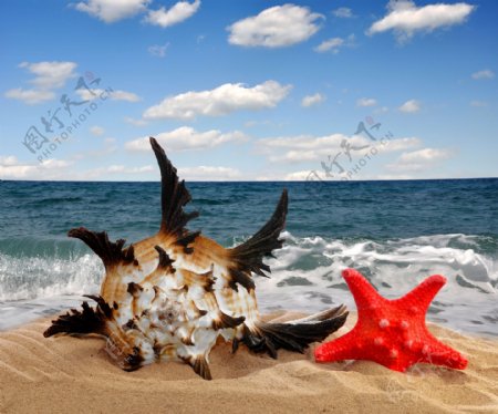 沙滩上的海螺与海星图片