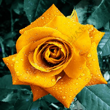 金色玫瑰