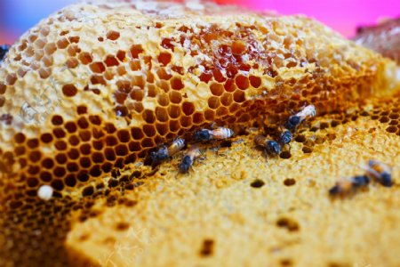 采蜜的蜂蜜图片