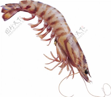 褐色斑纹的小虾免抠png透明图层素材