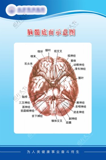 医疗展板脑髓底面示意图