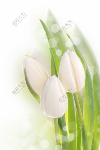 光点与白色花朵图片