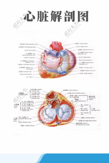 医疗人体科室挂图心脏解剖图