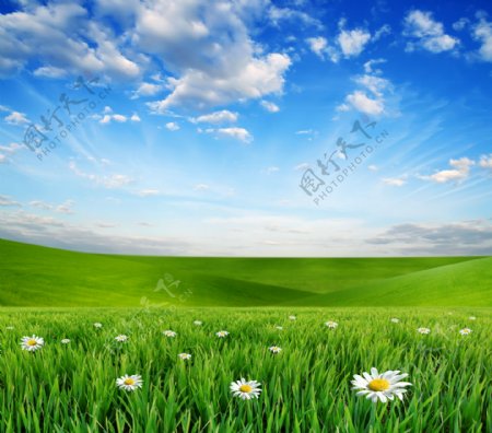 绿色草地上的小花图片