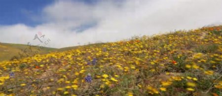 鲜花草地上的云层流动实拍视频素材