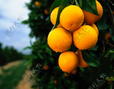 果园里的橙图片