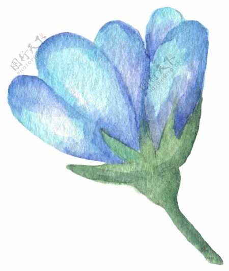 淡蓝色花卉图片素材