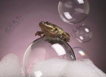 停在泡泡上的小青蛙图片
