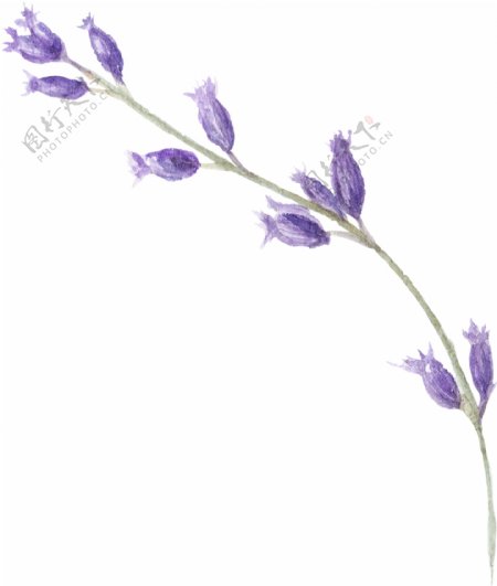 一枝紫色花朵美丽高清图片素材